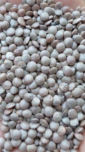 Pure Fresh Organic Brown Lentil Whole With High Nutritious Value Crop Year: 1 Years