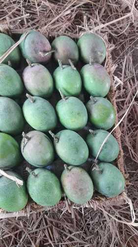 Common Good For Health Pesticide Free No Artificial Flavour Delicious Taste Fresh Green Mango