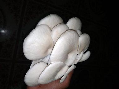 White 100% Pure And Natural Oyster Mushroom With High Nutritious Value