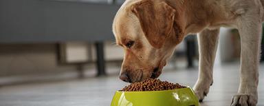 Brown Reasonable Rates And Premium Quality Dry Dog Food, Chicken Flavor