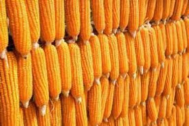 Agro Farm Fresh Raw Healthy Organic Maize Corn