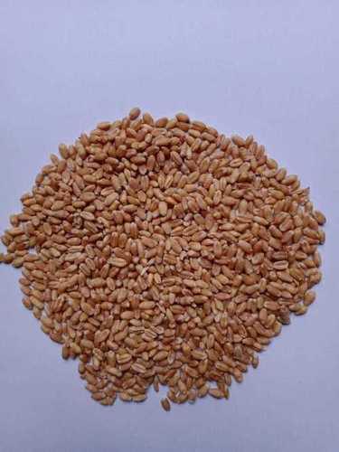 Fresh Wheat. Age Group: 2-7Years