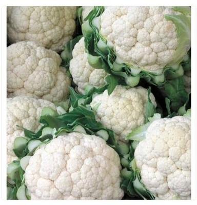 100% Fresh And Organic Tree Shape Cauliflower Vegetable