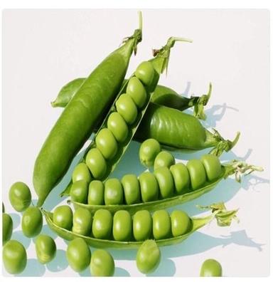 Wholesale Price 100% Natural And Farm Fresh Green Peas For Vegetable Crop Year: 1 Week