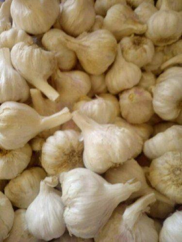100% Organic And Dried White Garlic With Potent Medicinal Properties