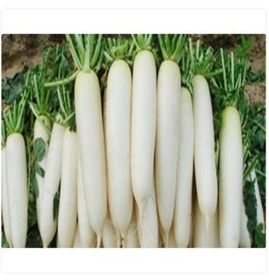 Wholesale Price 100% Organic Farm Fresh White Radish For Vegetable And Salads