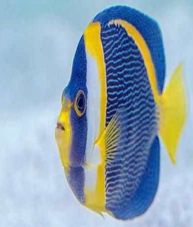  वाणिज्यिक उद्देश्य के लिए नीले और पीले रंग में एक्वैरियम सजावटी मछली, 8 सेमी 