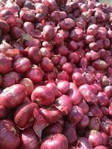 Enhance The Flavor Rich Healthy Natural Taste Fresh Red Onion Moisture (%): 12%