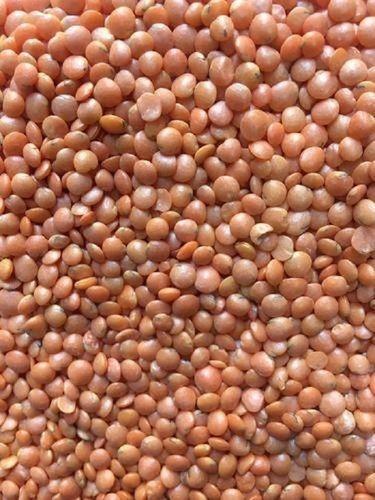 A-Grade Nutritent Enriched Fresh Organic 100% Pure Brown Masoor Dal Admixture (%): 0.2%