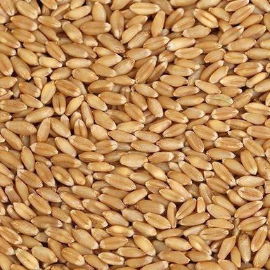Brown 100% Organic Whole Wheat Grain