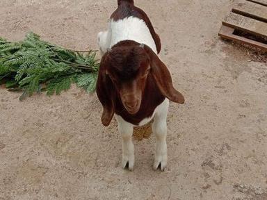 Healthy White And Brown Male Boer Goat