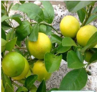 Organic 100 Percent Good Quality Well Watered Yellow Kagzi Grafted Lemon Plant For Fruits