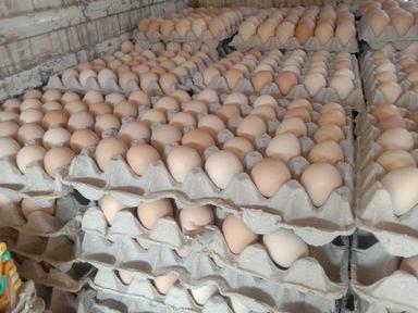 Poultry Eggs 