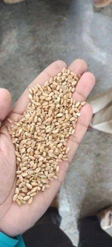 Golden Organic Pure And Natural Dried Wheat Seed, Pack Of 50 Kg, For Agriculture Uses  Admixture (%): 2%