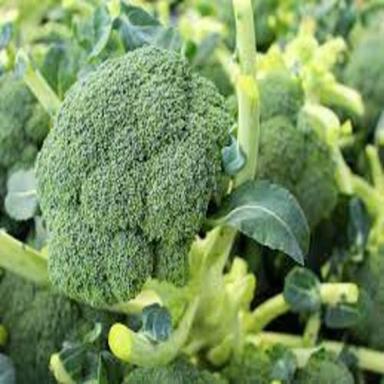 100 Percent Natural And Fresh And Nutritious Green Broccoli For Cooking Moisture (%): 1479.5%