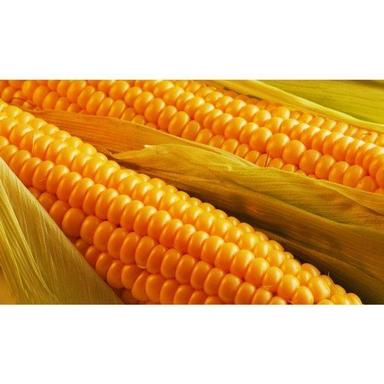Common Good Quality Yellow Maize Corn, Good Source Of Dietary Fiber And Thiamin