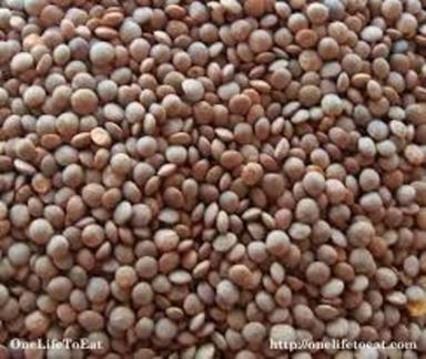 99% Pure Fesh And Natural Premium Quality Oraganic Whole Brown Masoor Dal Crop Year: 1 Years