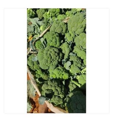 Fresh Green Broccoli Vegetable With High Nutritious Values Moisture (%): 2%