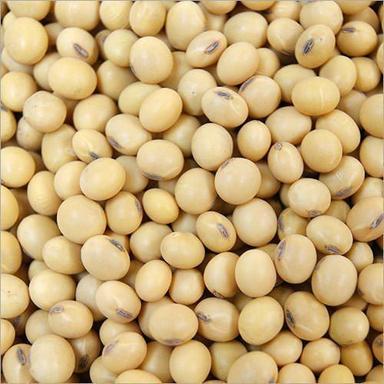  Fresh And Pure White Soya Beans For Cooking Grade: A Grade