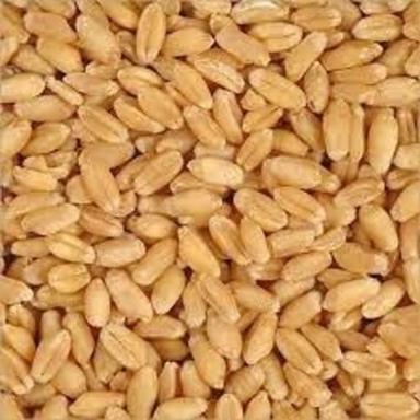 Fresh And Pure Organic Brown Wheat Grain For Cooking Grade: Food Grade