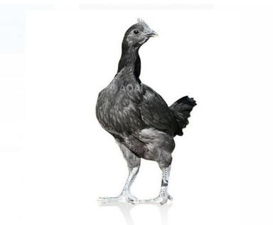 100% Healthy Black Kadaknath Breed Male Live Poultry Farm Chicken For Meat Weight: As Per Requirement  Kilograms (Kg)