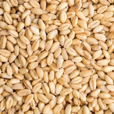 Brown Healthy And Rich In Fiber Wheat Seeds 