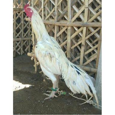 White Color Male Country Aseel Fighter Chicken