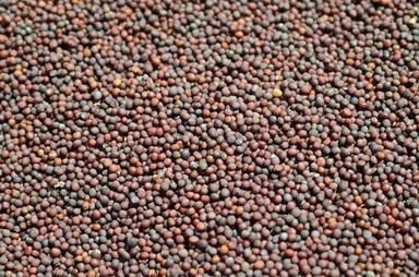 100 Percent Natural And Pure Black Fresh Mustard Seeds Foe Cooking Oil Shelf Life: 1 Days