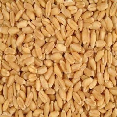 Brown Chemical Free And Rich Nutrients Dried Wheat Grain Seed For Chapati And Bread