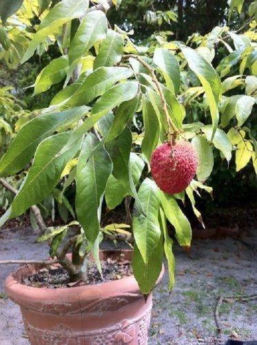 Green Fresh And Healthy Good Source Of Potassium Copper Sweet Litchi Fruit Plant