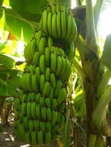 Common 100 Percent Natural Fresh Rich In Vitamin B6 And Potassium Green Raw Banana