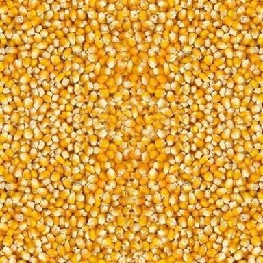 Farm Fresh Natural Healthy Indian Origin Adulteration Free Yellow Hybrid Maize Seeds, For Cattle Feed Shelf Life: 3 Months