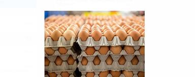 Brown Poultry Eggs Egg Origin: Chicken