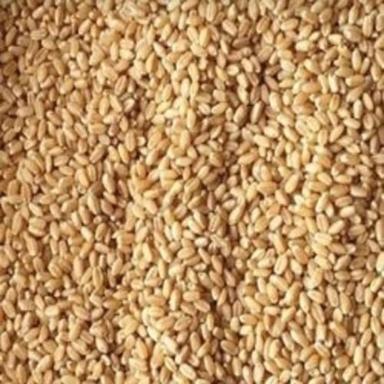 Yellow 100% Original And Pure Unpolished Wheat Grain With 6 Months Shelf Life