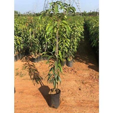 Farm Fresh Naturally And Tasty Fruit Grown Indian Origin Green Mango Plant Shelf Life: 7 Years