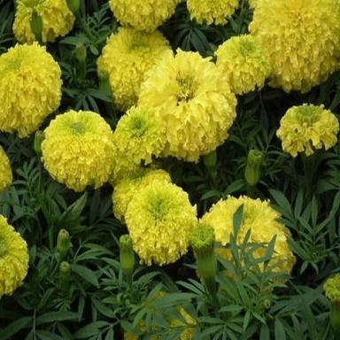 Yellow 8 Inch Fresh And Beautiful Marigold Flower Plant For Planting With Minimal Maintenance