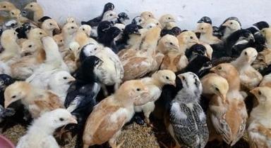 White And Brown Multicolor Country Poultry Farm Chicken