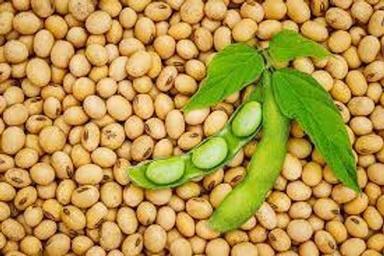 Common High Protein Rich In Vitamin K2 Superior Quality Of Soya Bean 