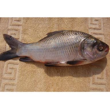 Brown Sea Food Frozen Fresh Rohu Fish For Restaurant And Household Purpose Capacity: 20 L