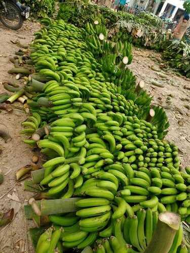 Common Curved Shape Natural And Fresh Green Raw Banana Helps In Gaining Weight