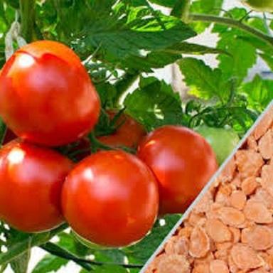 Black Organic And Fresh Green Grow Tomato Seed, Perfect Addition To Any Garden