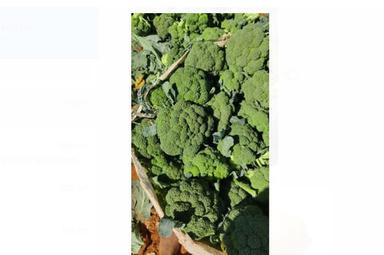 100% Fresh And Natural Green Broccoli With High Nutritious Value And Rich Taste Moisture (%): 40%