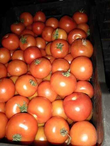 A Grade Natural And Fresh Red Tomato Used In Cooking And Salads Moisture (%): 94.4%
