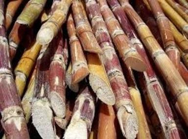Brown Commonly Harvested Fresh Whole Sugarcane With High Nutritious Value