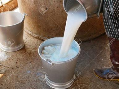 Nutritious And Healthy Good Source Of Vitamins Fresh Pure White Buffalo Milk Processing Type: Raw