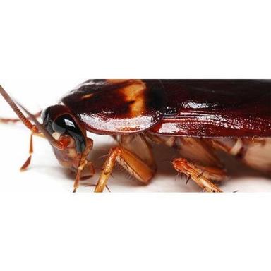 Cockroaches Pest Control Services For Office, Shops And Home