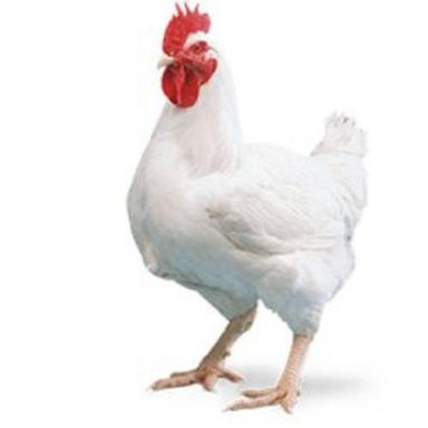 White Live Chicken For Farming Gender: Both