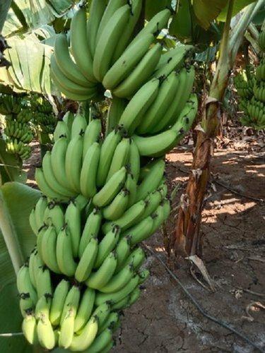 Common Hygienically Prepared No Added Preservatives A Grade Green Fresh Raw Banana