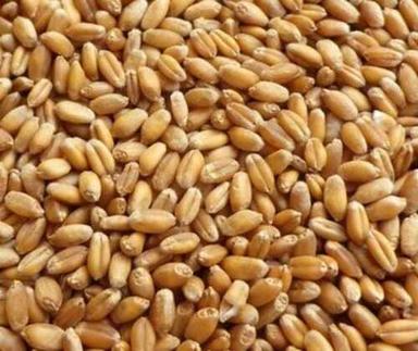Organic Wheat For Food Industries, 327 Calories (Per 100 G) Brown Yellow Color Origin: India