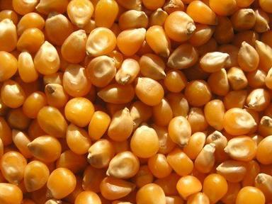 Orange Pure And Natural Hybrid Yellow Corn Grains 
